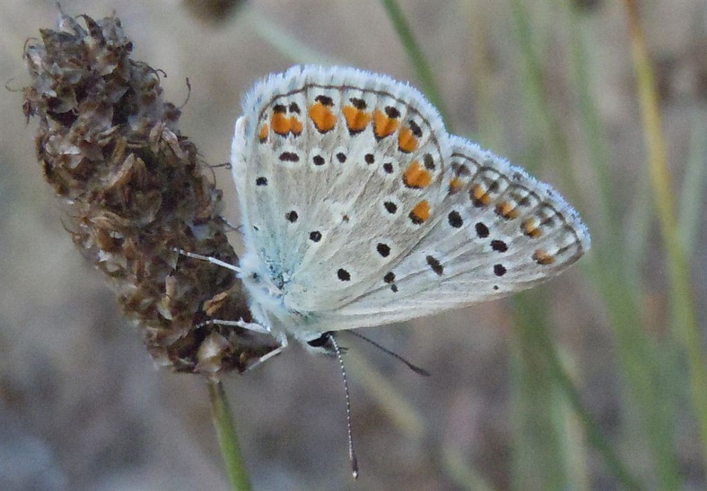 Polyommatus icarus?